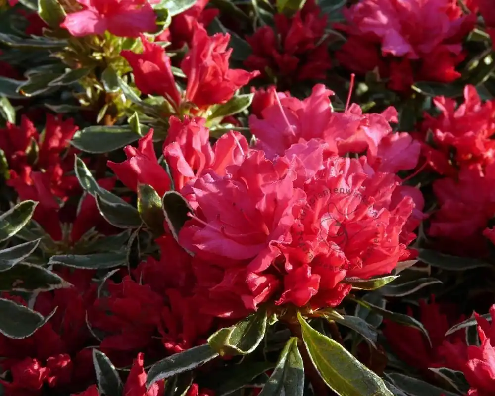 Nu beschikbaar | Rhododendron Azalea ‘Hotshot Variegata‘