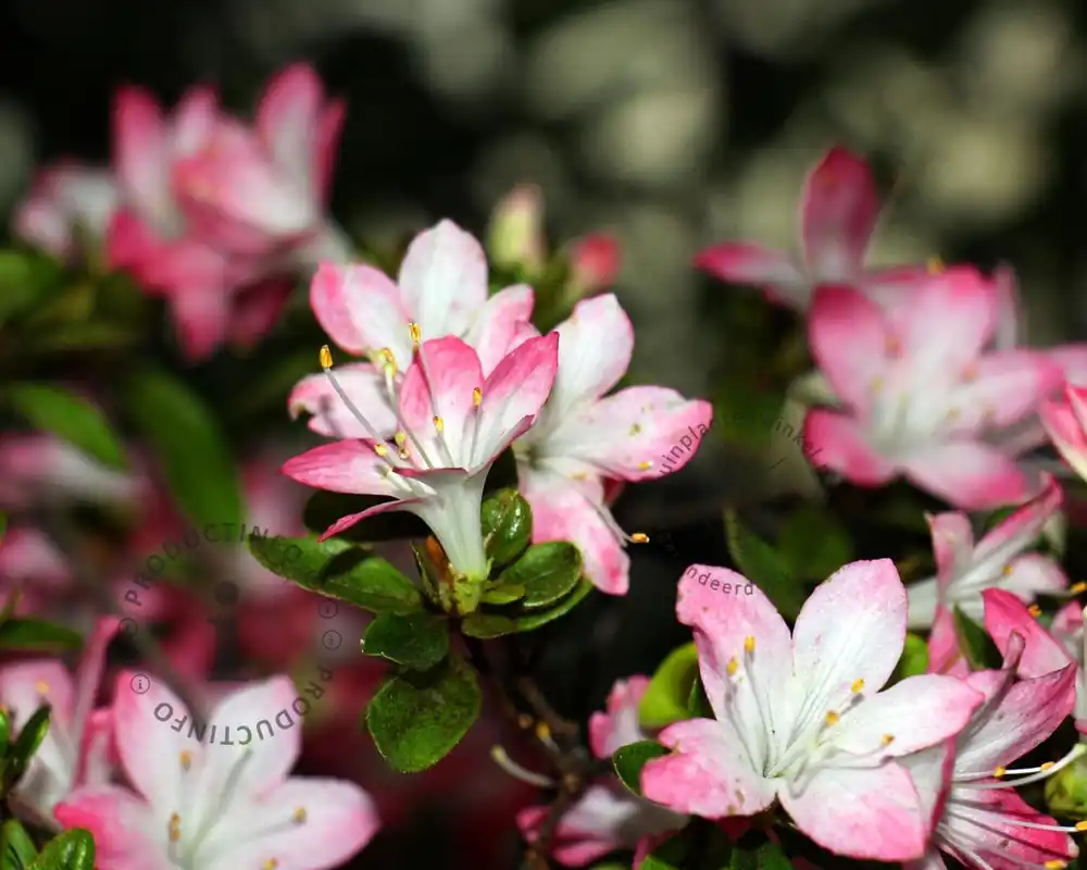 Shop nu - Rhododendron azalea ‘Izumi-no-mai‘