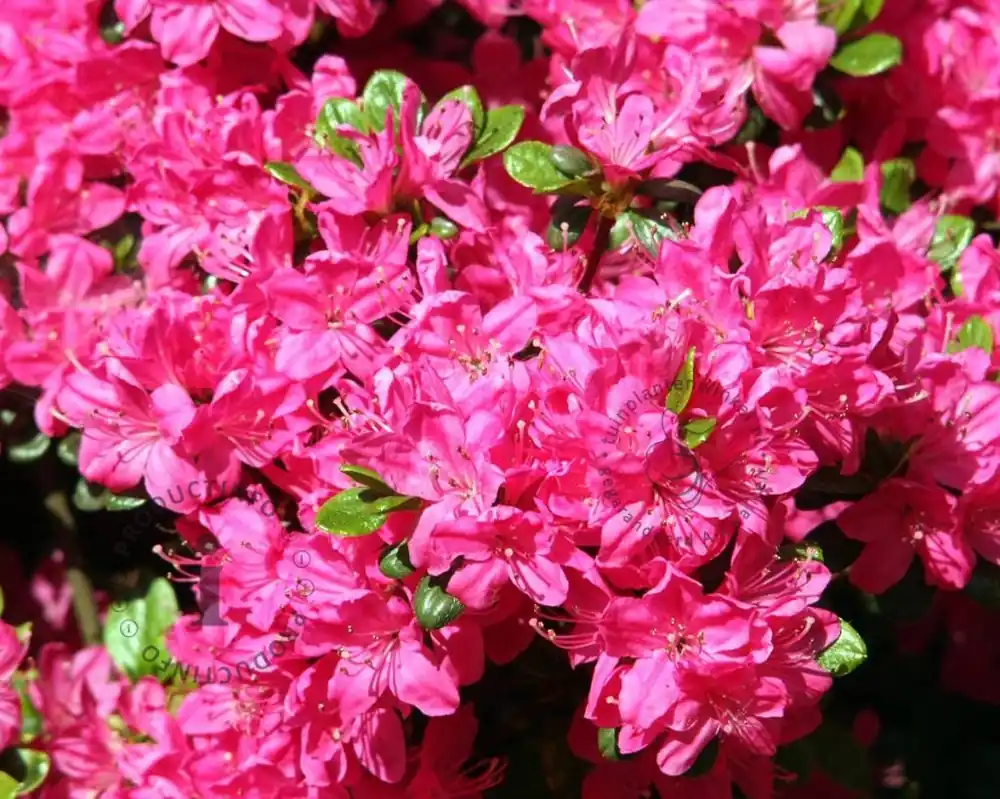 Rhododendron Azalea ‘Kermesina‘ | Topprijs