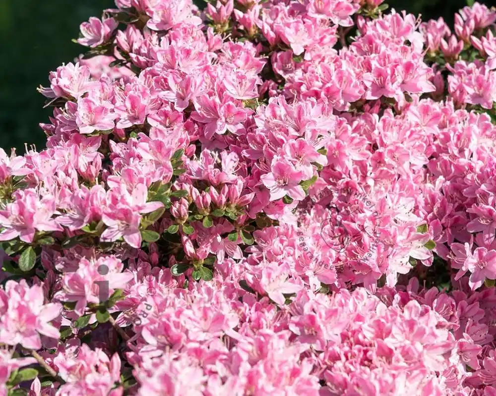 Topdeal - Rhododendron Azalea ‘Kermesina Roze - Wit‘
