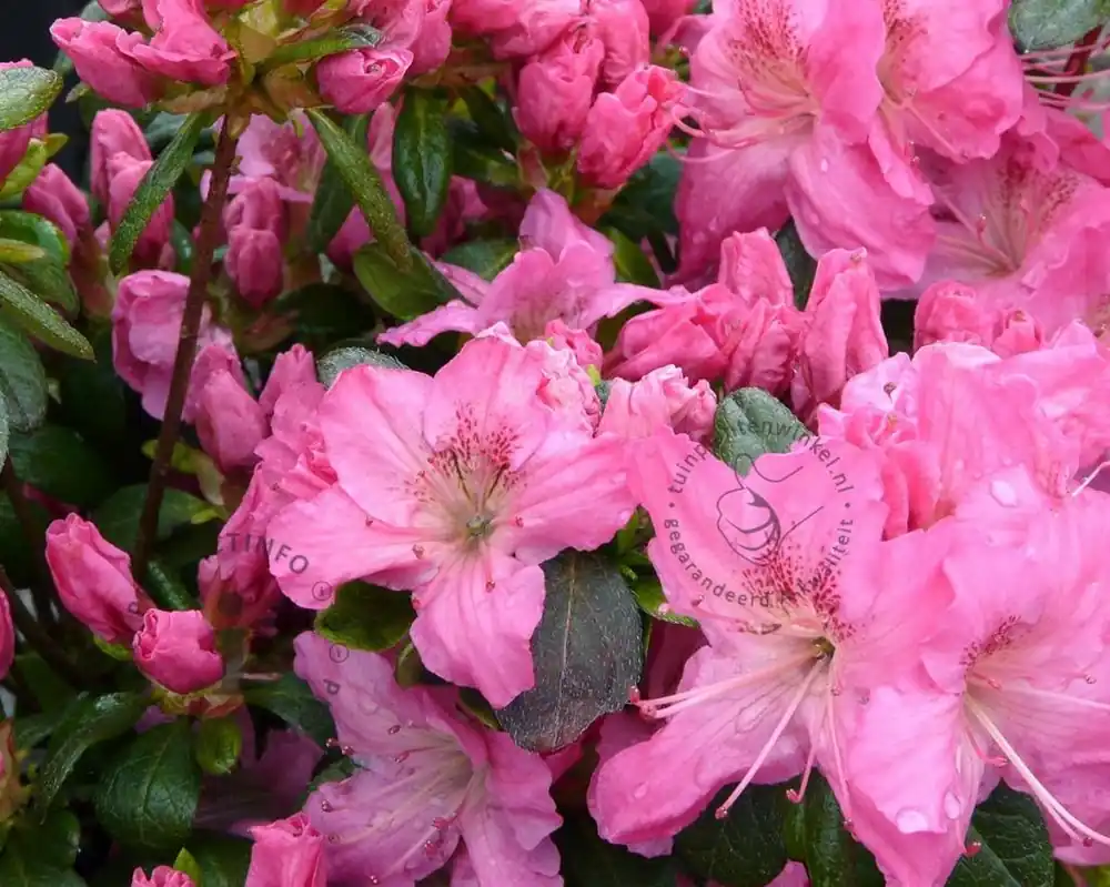 Klantfavoriet | Rhododendron Azalea ‘Kirstin‘