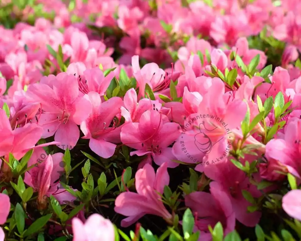 Rhododendron Azalea ‘Madame van Hecke‘ - Alleen vandaag