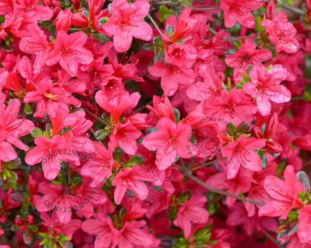 Klaar voor verzending | Rhododendron Azalea ‘Moederkensdag‘