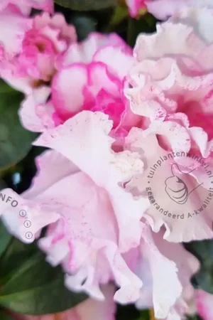 Aanbieding - Rhododendron Azalea ‘Nancy of Robin Hill‘
