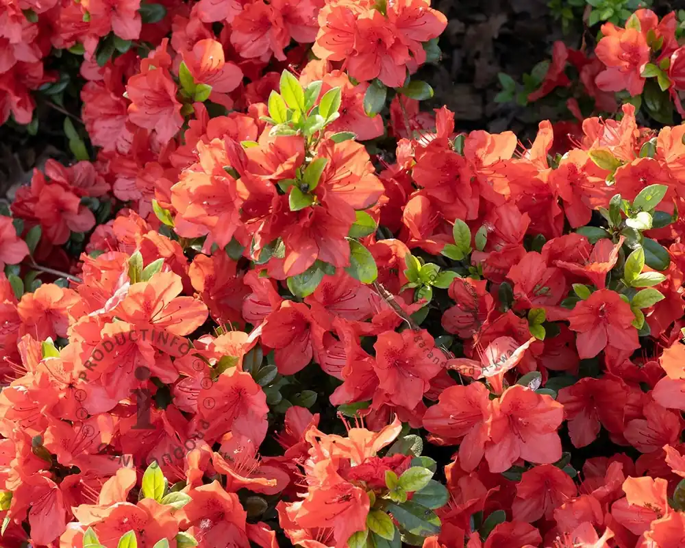 Rhododendron Azalea ‘Orange Beauty‘ - Bestel vandaag