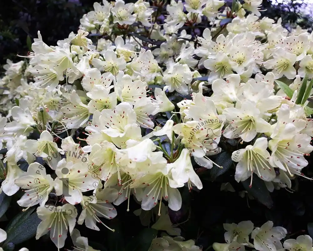 Online kopen - Rhododendron Azalea ‘Palestrina‘