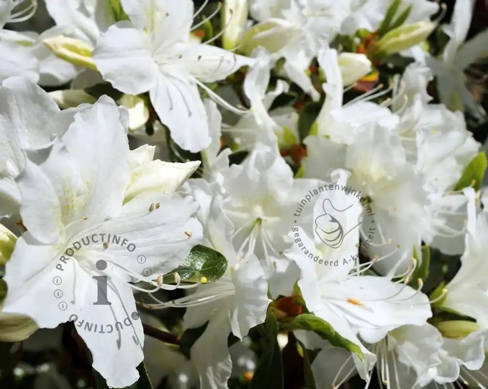 Rhododendron Azalea ‘Pleasant White‘ | Spoedlevering