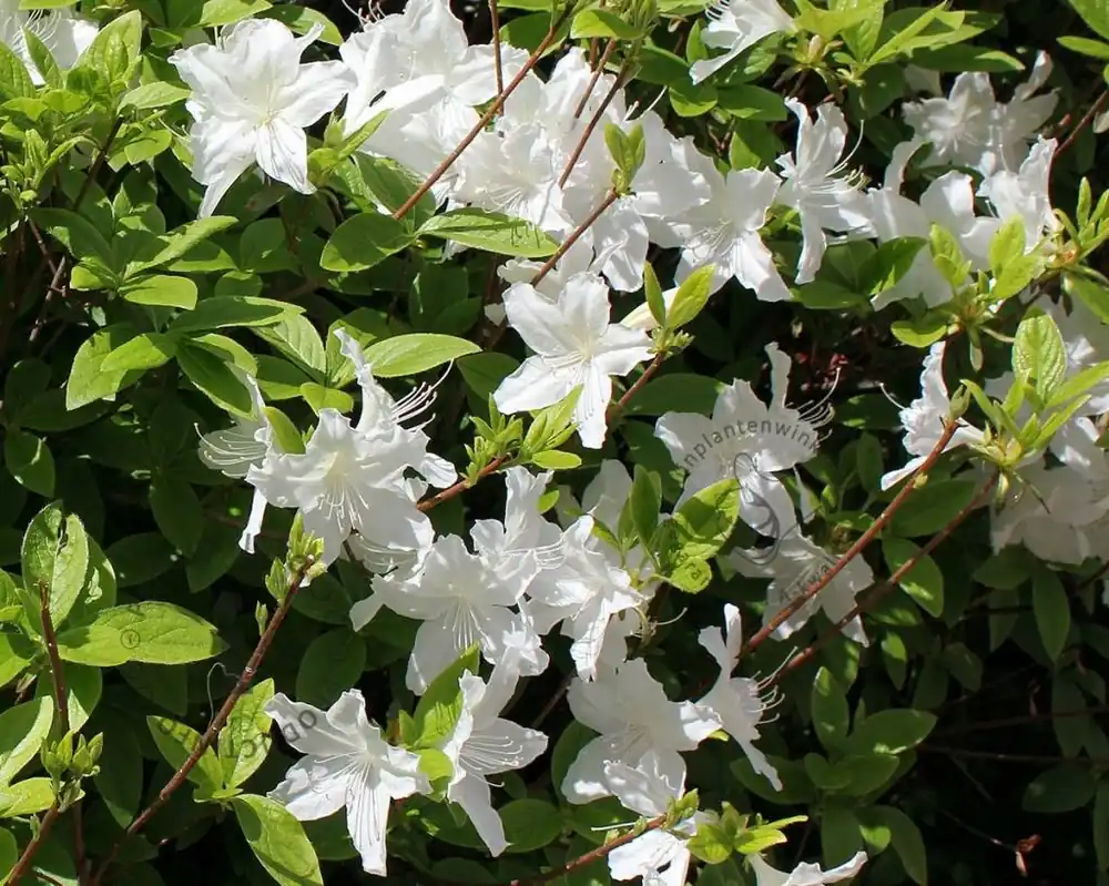 Nieuw in het assortiment - Rhododendron Azalea ‘Schneewitchen‘