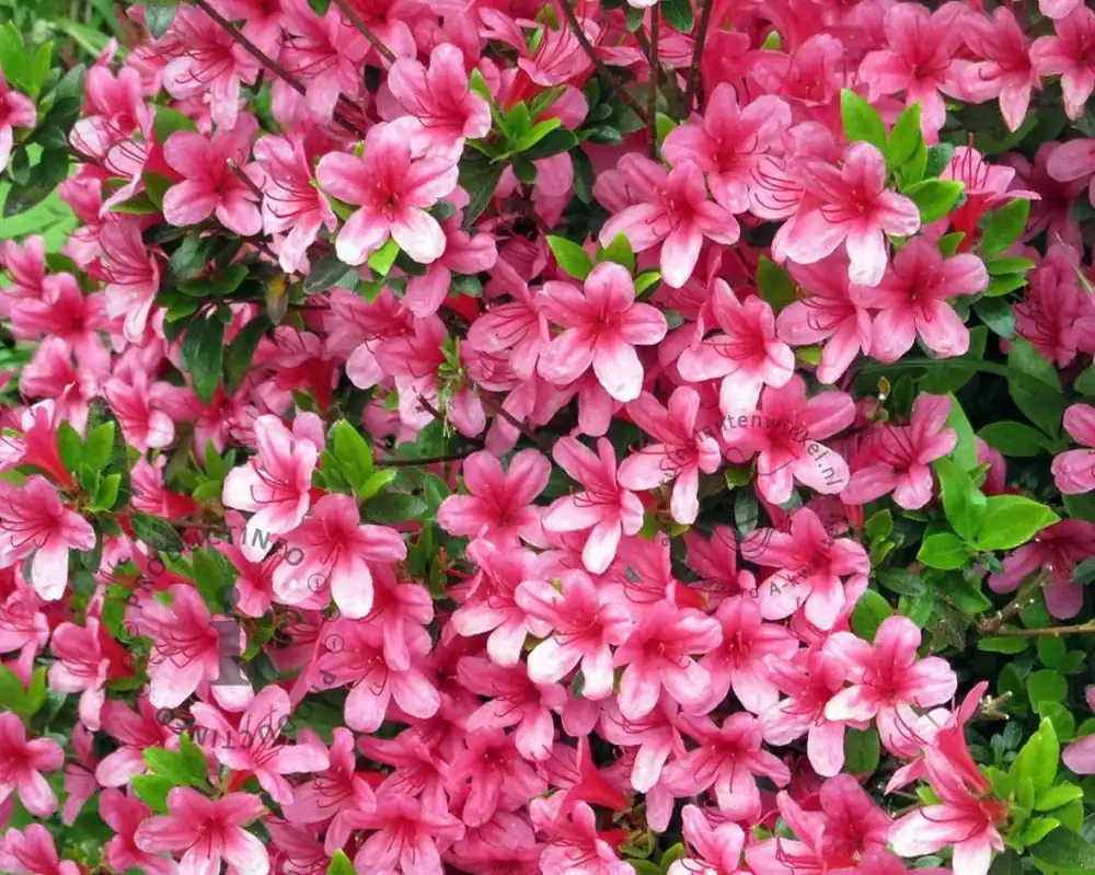 Direct leverbaar | Rhododendron Azalea ‘Silvester‘