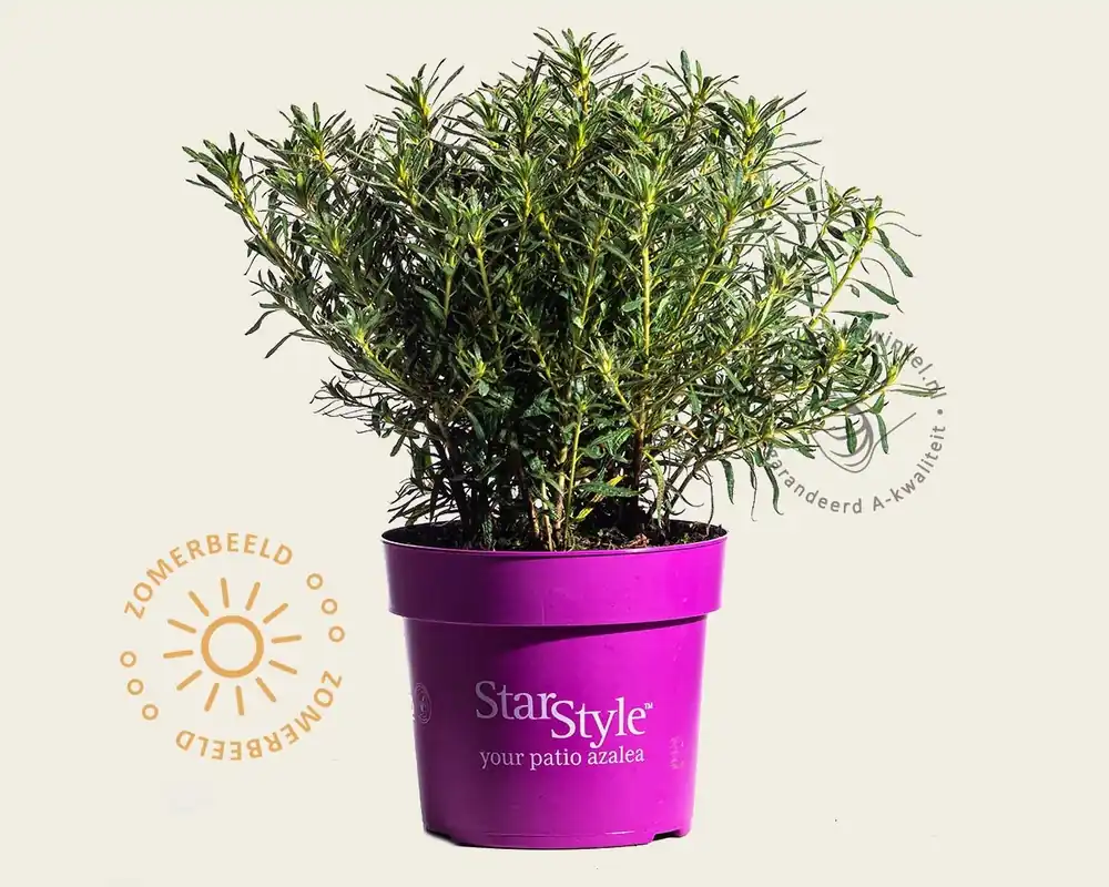 Gratis retourneren | Rhododendron Azalea ‘StarStyle Lila‘