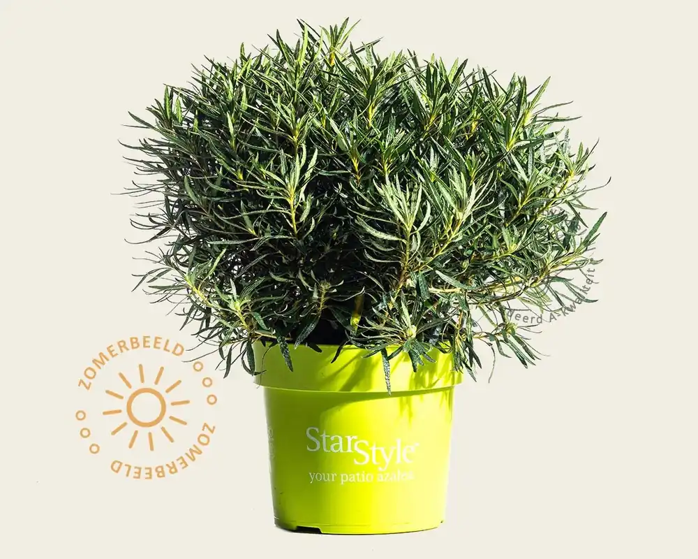 Direct van de fabrikant | Rhododendron Azalea ‘StarStyle White‘