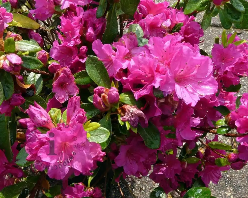 Rhododendron Azalea ‘Violetta‘ | Nieuw in de shop