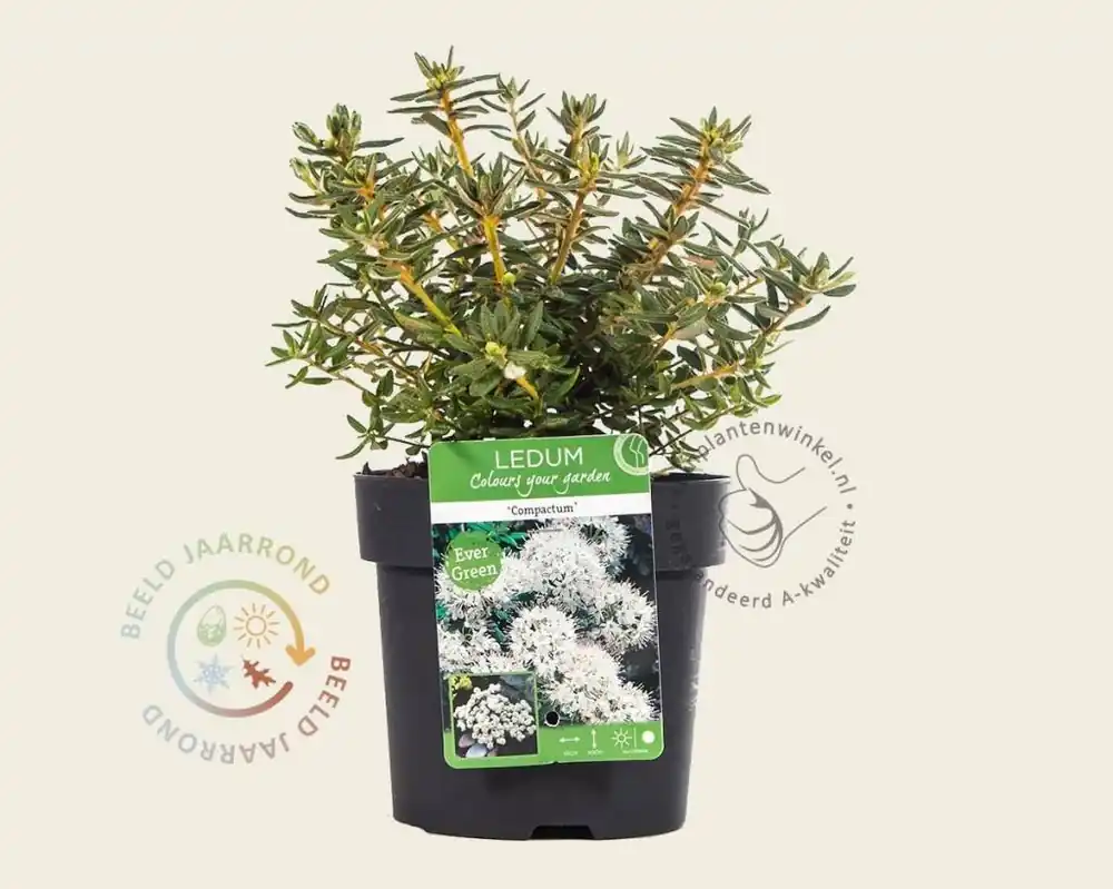 Deal | Rhododendron/Ledum groenlandicum ‘Compactum‘