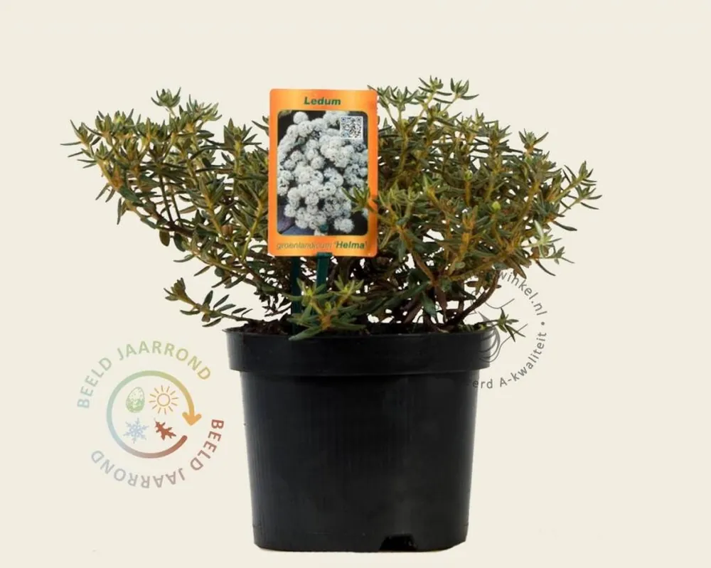 Rhododendron/Ledum groenlandicum ‘Helma‘ - Nieuw binnengekomen