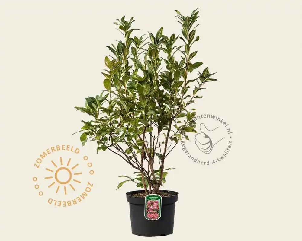 Online bestelbaar - Rhododendron kh. ‘Homebush‘