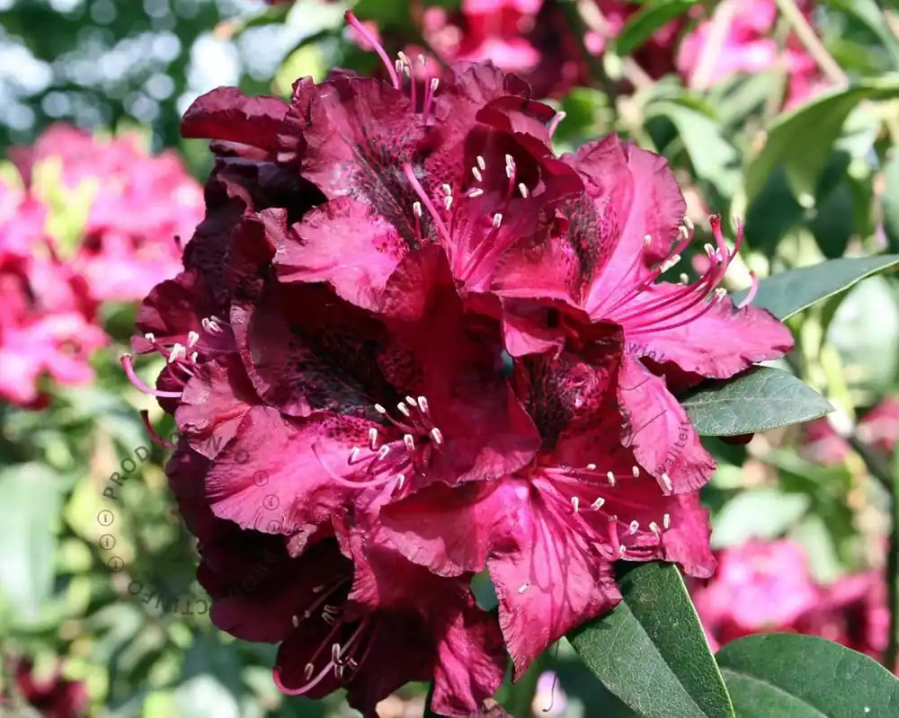 Dagdeal | Rhododendron ‘Marie Forte‘