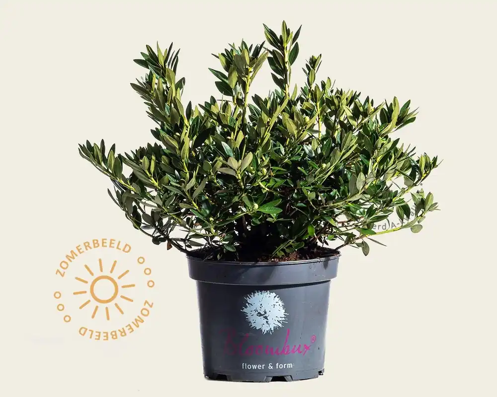 Rhododendron micranthum ‘Bloombux‘ (lichtroze) | Veilige betaling