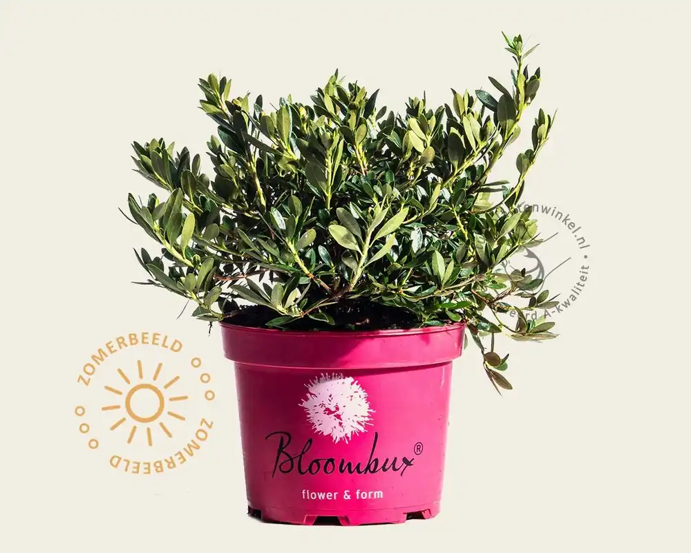 Direct van de fabrikant - Rhododendron micranthum ‘Bloombux Magenta‘