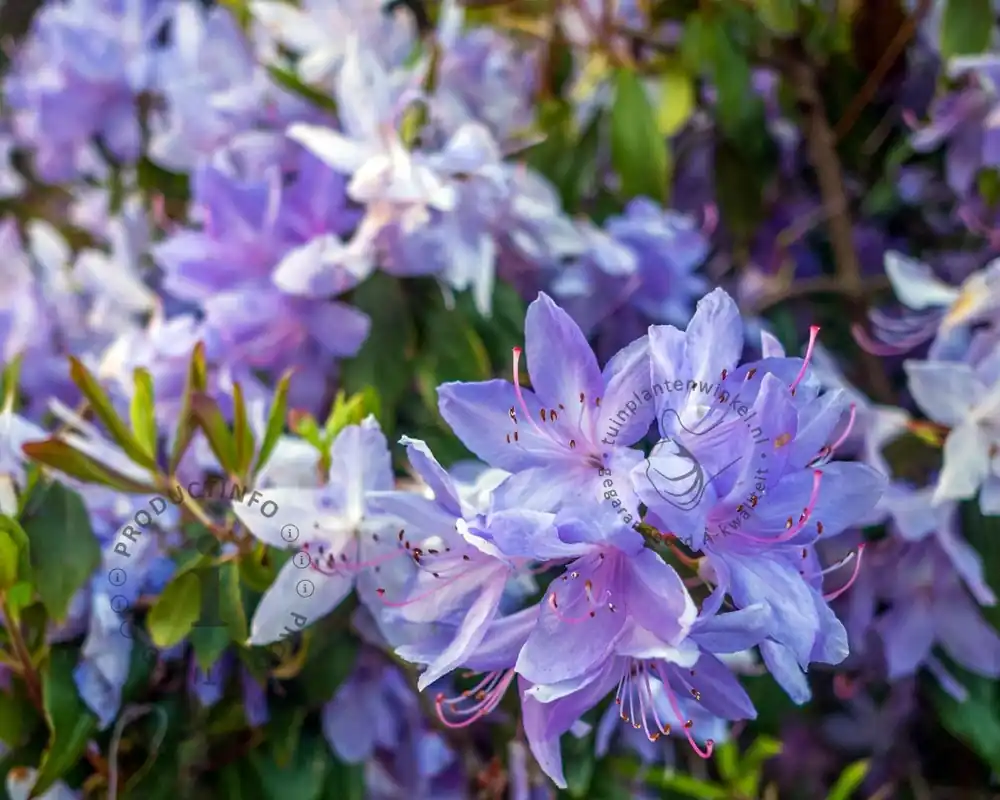 Tijdelijke aanbieding | Rhododendron ‘Night Sky‘