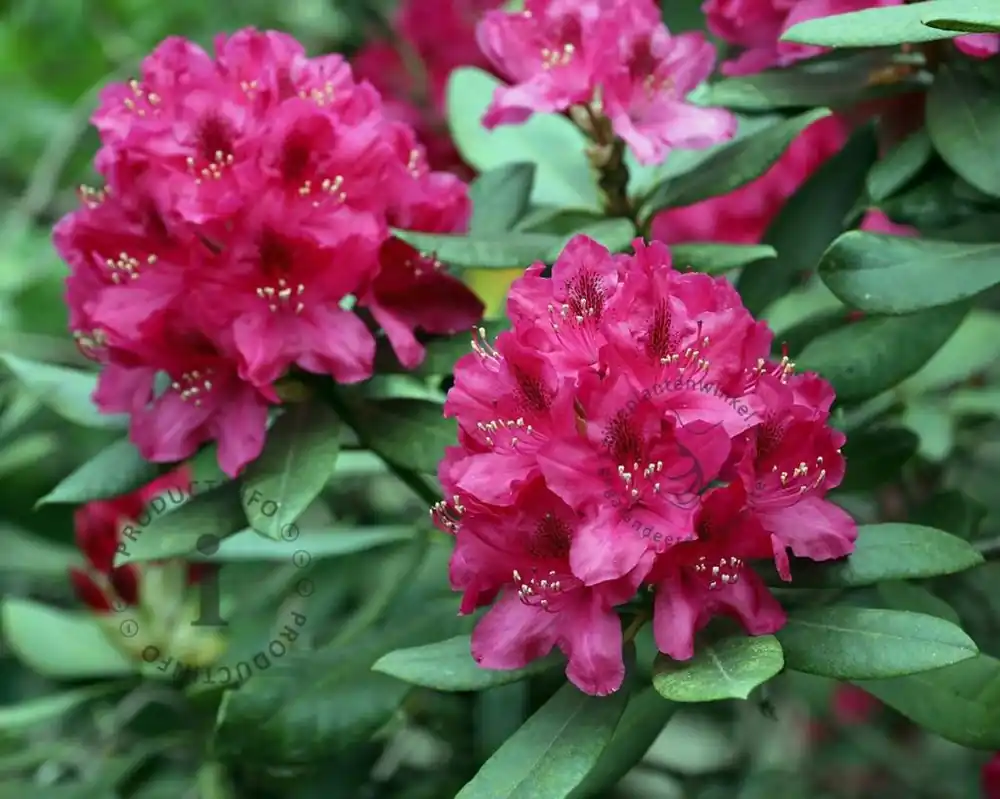 Rhododendron ‘Nova Zembla‘ - Erg populair