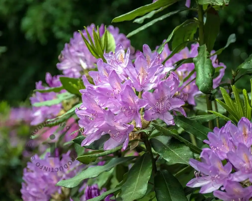 Actie loopt bijna af | Rhododendron ponticum