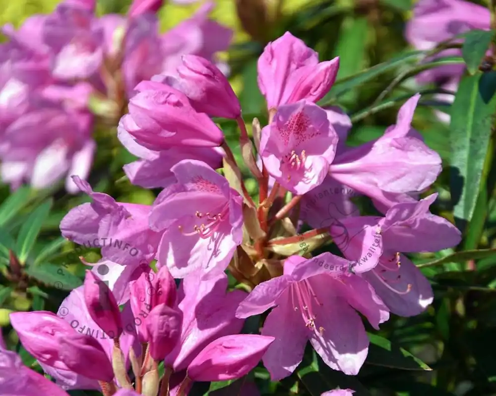 Rhododendron ponticum ‘Graziella‘ - Alleen vandaag