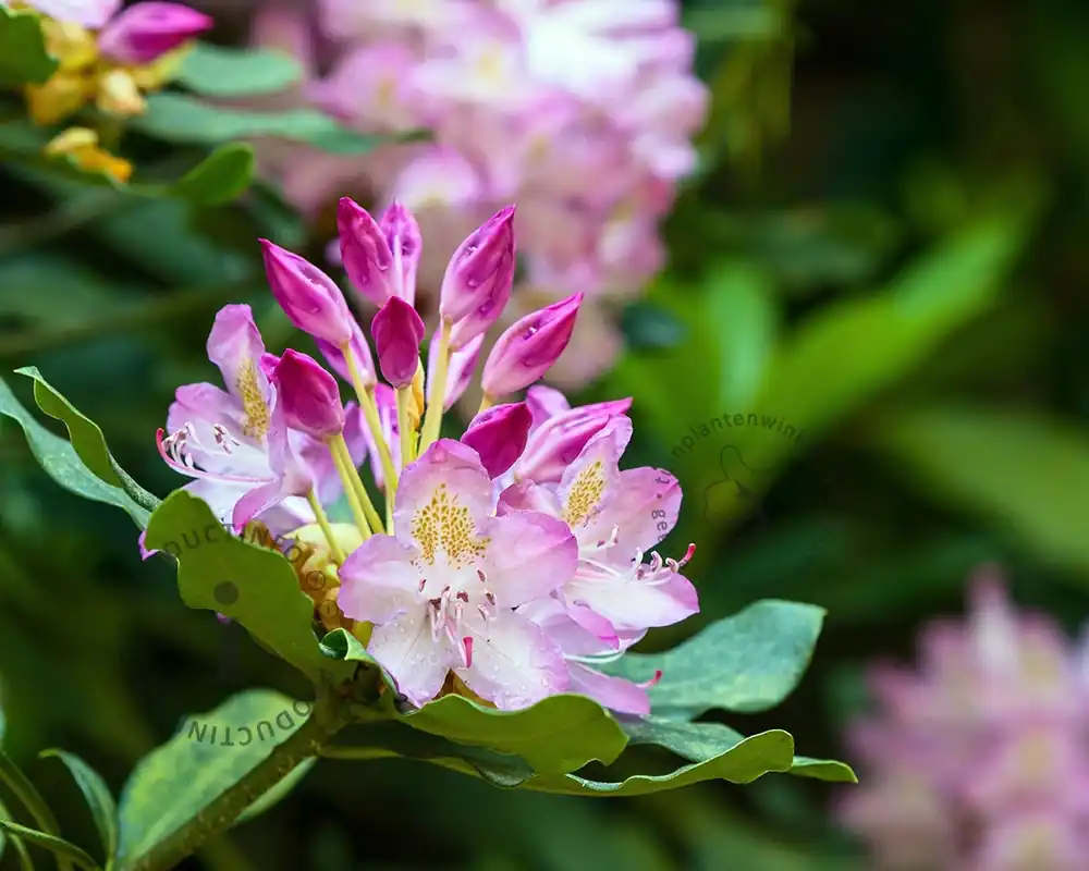 Veel voordeel - Rhododendron ponticum ‘Roseum‘