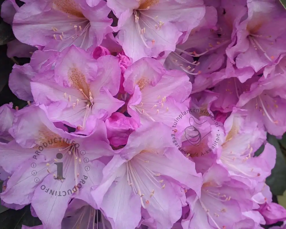 Nieuwe release - Rhododendron ponticum ‘Variegatum‘