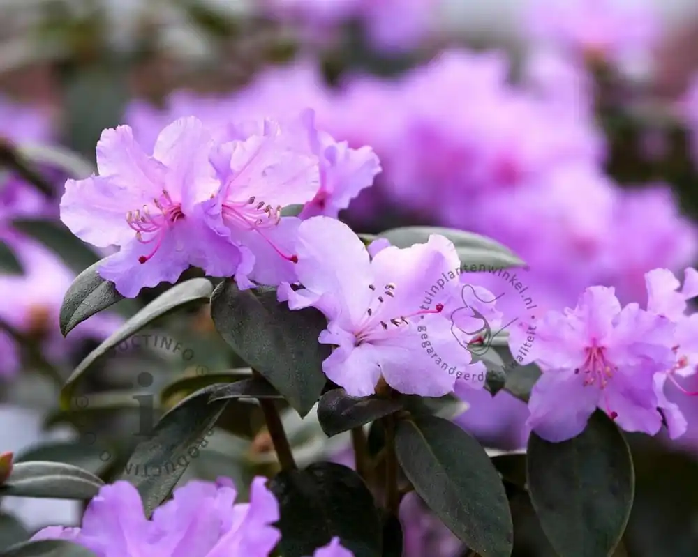 Rhododendron praecox - Populair