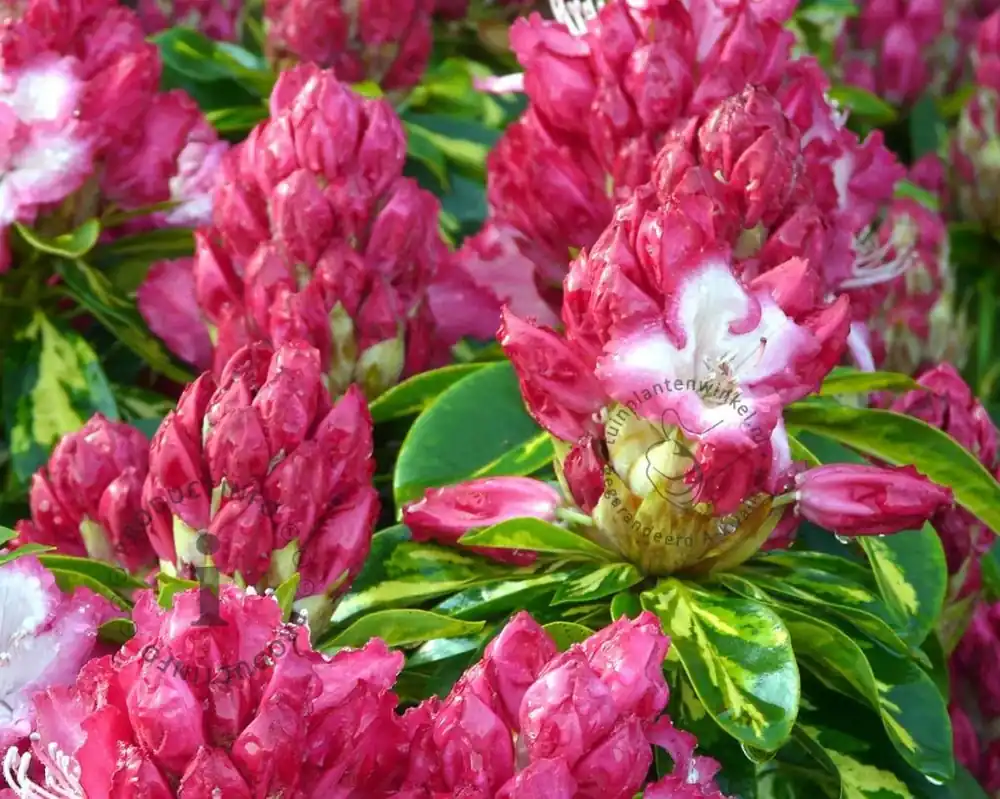 Veilig betalen - Rhododendron ‘President Roosevelt‘