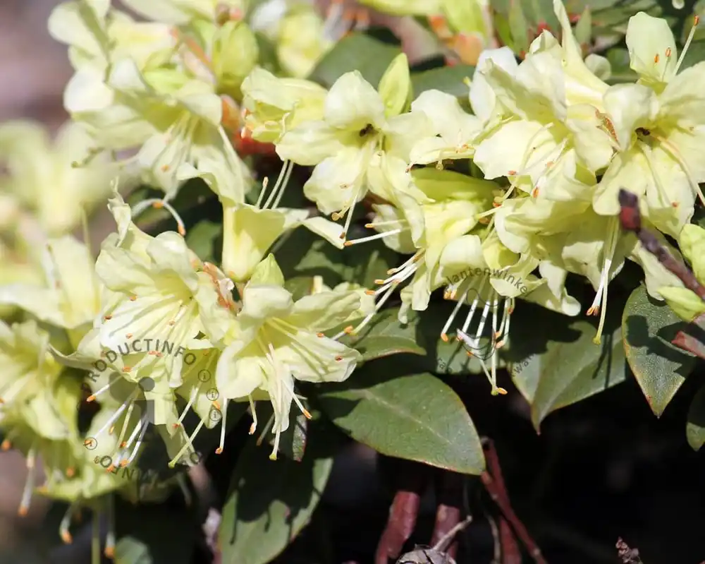 Topdeal | Rhododendron ‘Princess Anne‘