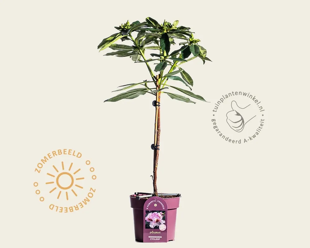 Hoog gewaardeerd - Rhododendron PWR ‘Cycloop‘ - op stam
