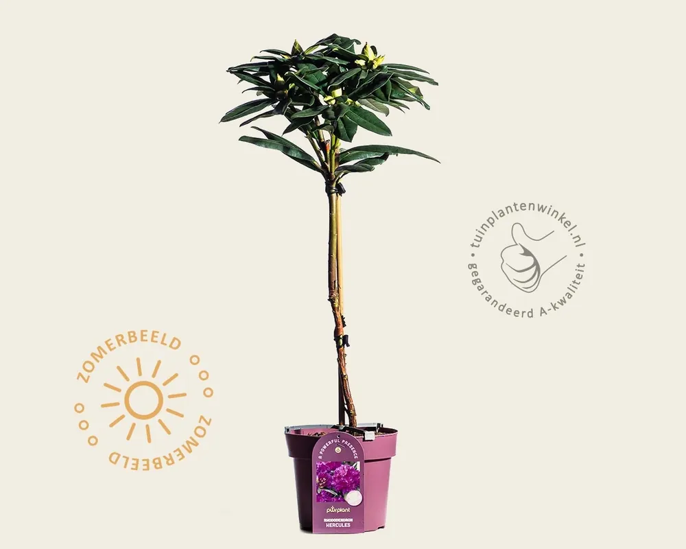 Nieuw binnen - Rhododendron PWR ‘Hercules‘ - op stam