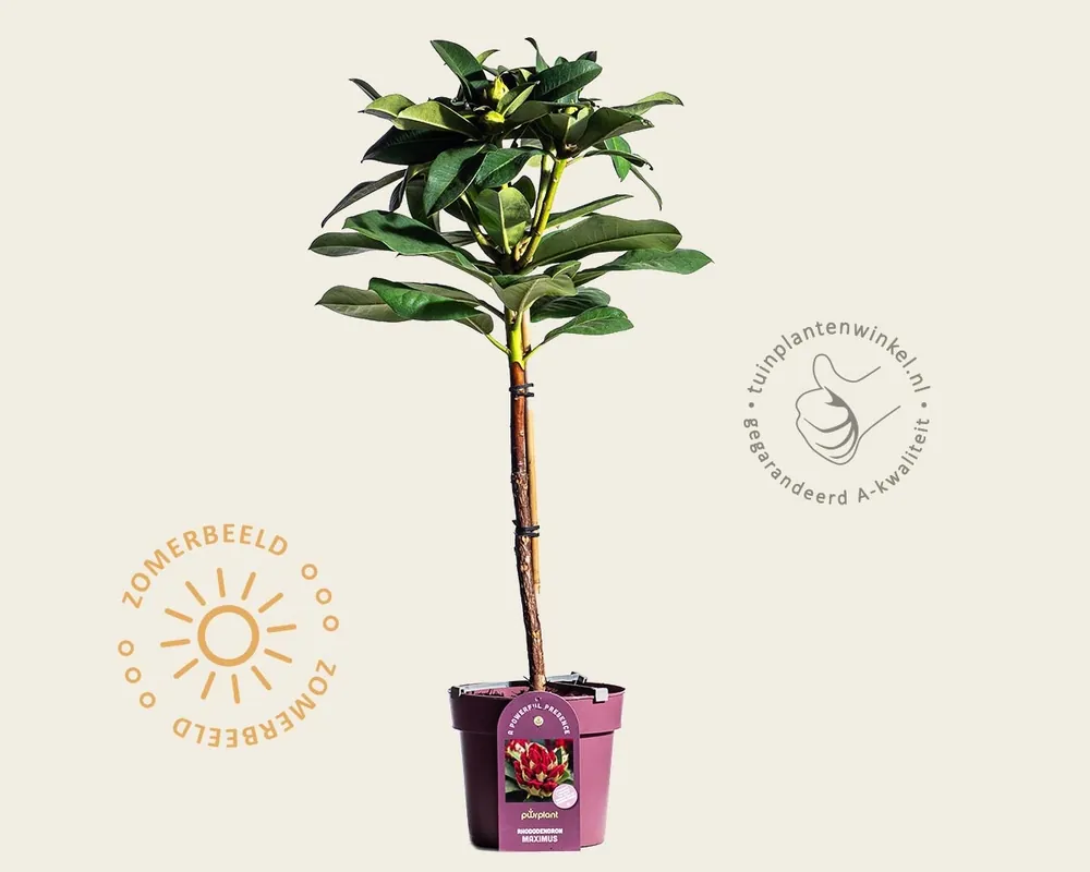 Favoriet van klanten - Rhododendron PWR ‘Maximus‘ - op stam