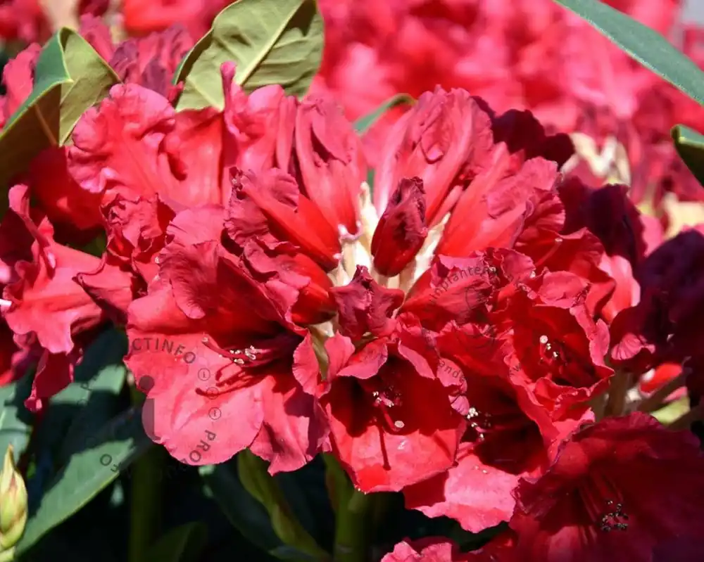 Koop vandaag - Rhododendron ‘Red Jack‘