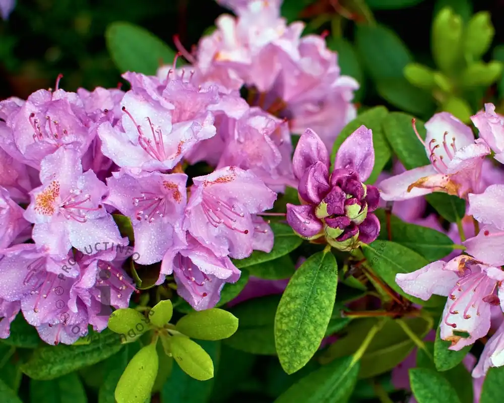 Rhododendron ‘Robert Seleger‘ | Profiteer nu