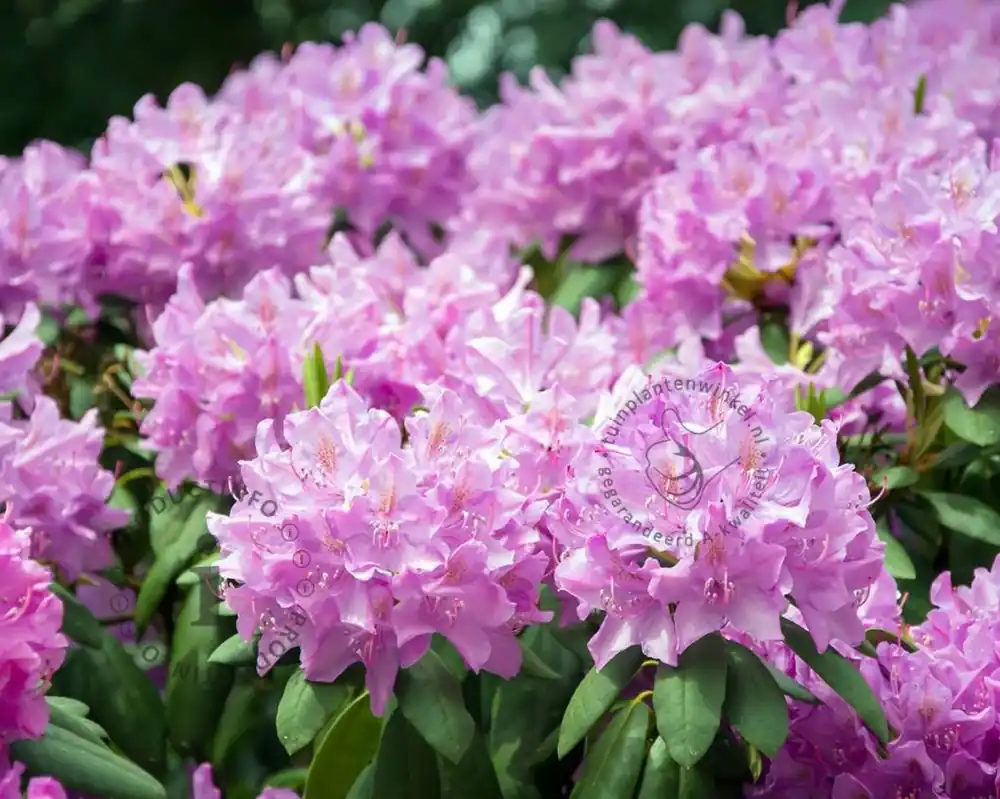 Hoge kwaliteit | Rhododendron ‘Roseum Elegans‘
