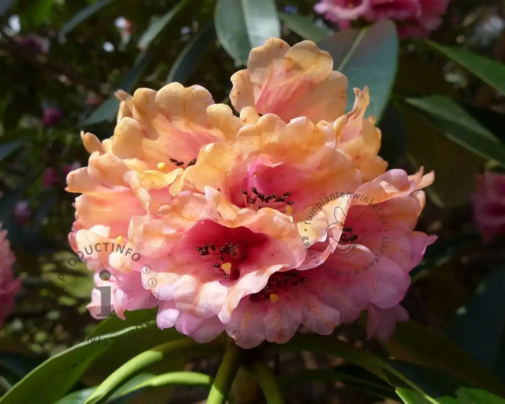 Favoriet van klanten - Rhododendron ‘Virginia Richards‘