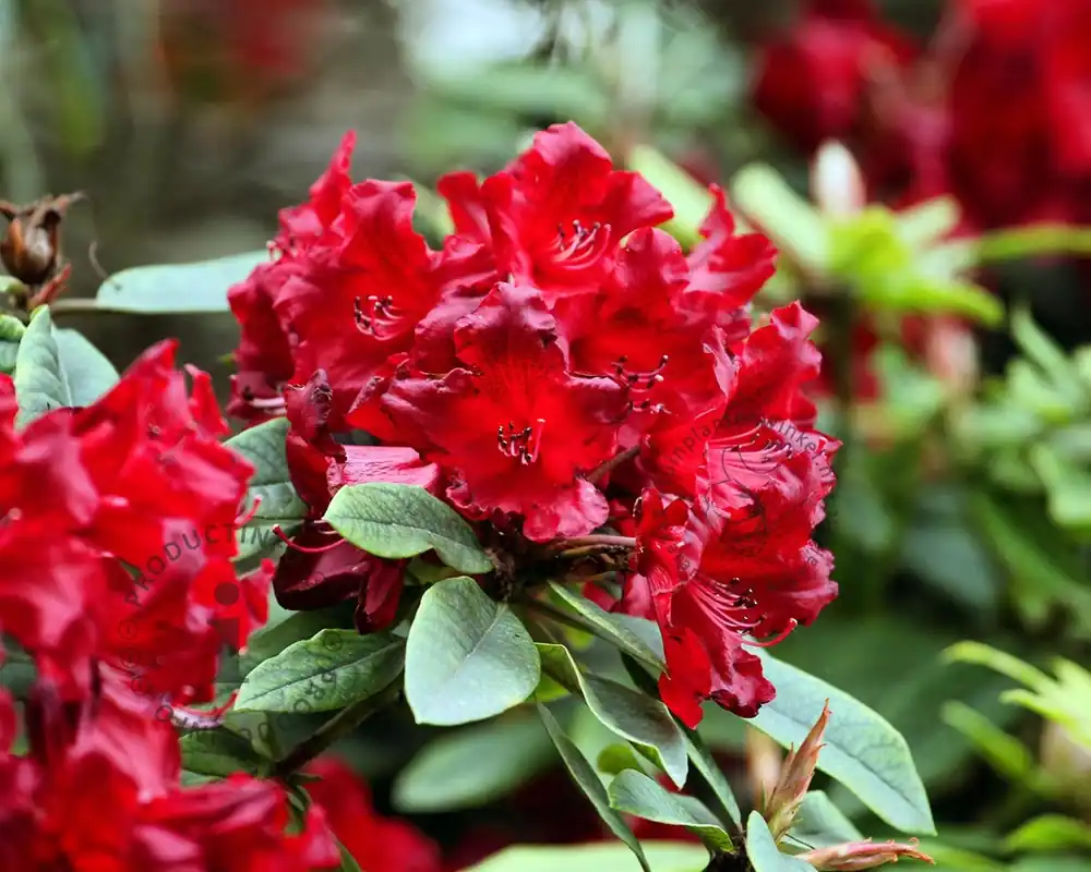 Rhododendron ‘Vulcan‘ - Populair