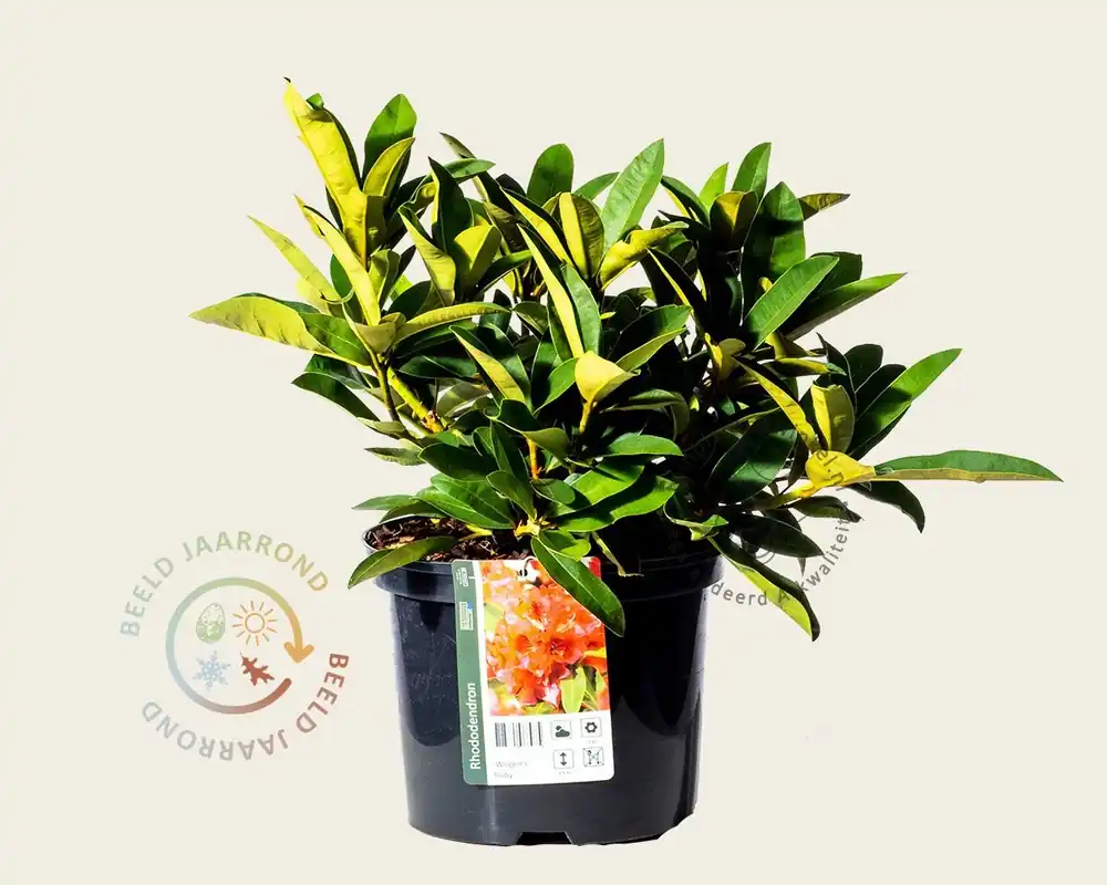 Klaar voor verzending | Rhododendron ‘Wilgen‘s Ruby‘