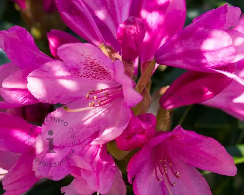 Nu beschikbaar - Rhododendron ‘Wine and Roses‘