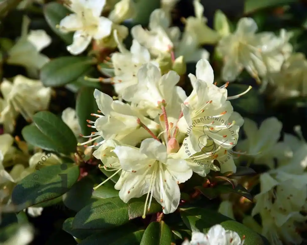 Rhododendron ‘Wren‘ | Dagdeal