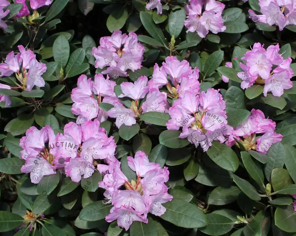 Rhododendron yakushimanum ‘Caroline Allbrook‘ | Snelle levering