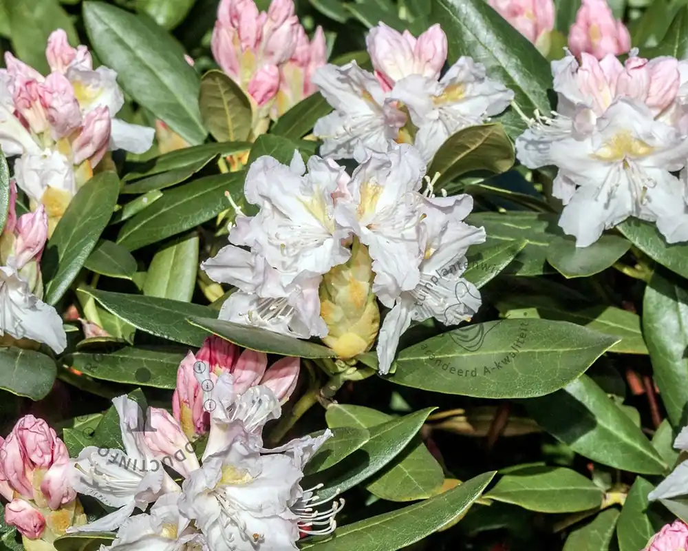 Lage prijs - Rhododendron yakushimanum ‘Doc‘
