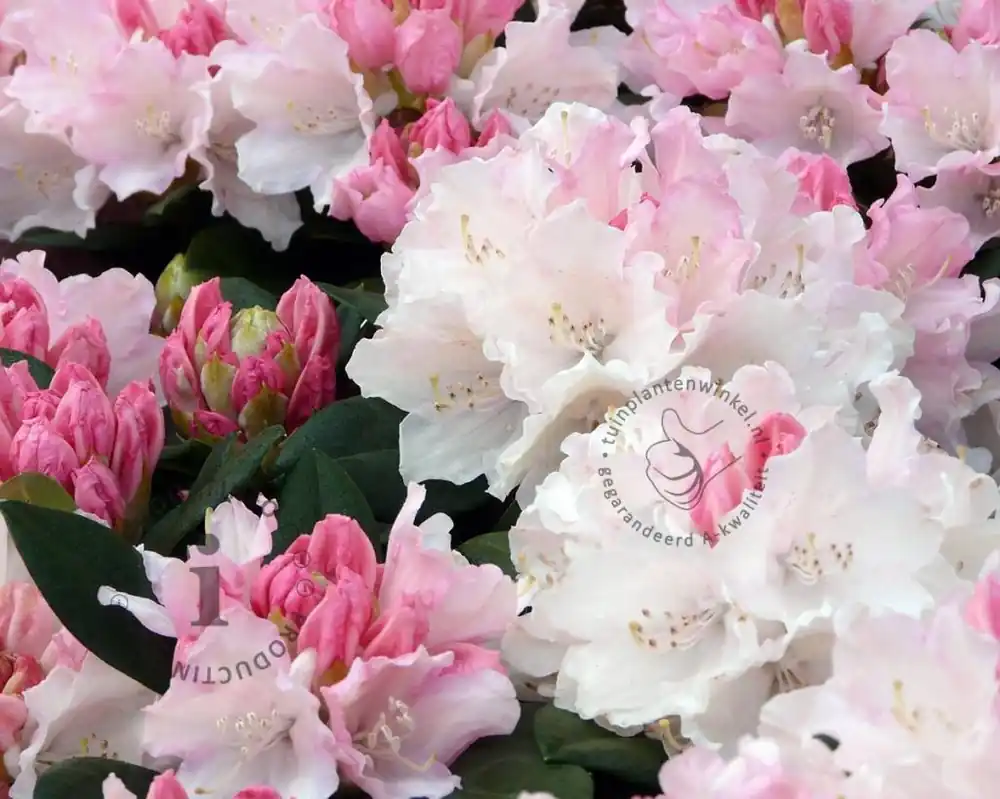 Voordeelprijs | Rhododendron yakushimanum ‘Dreamland‘