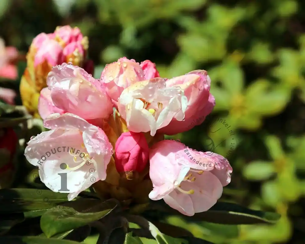 Veel gevraagd - Rhododendron yakushimanum ‘Dusty Miller‘