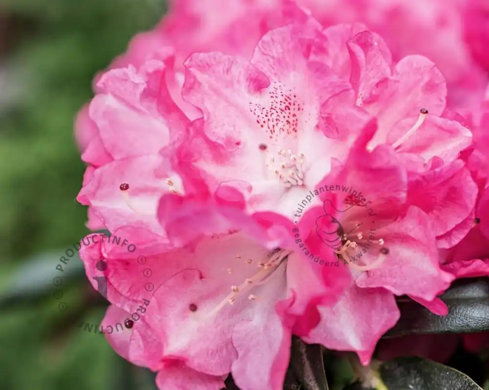 Direct leverbaar | Rhododendron yakushimanum ‘Fantastica‘