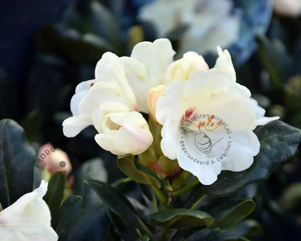 Bestel nu - Rhododendron yakushimanum ‘Flava‘