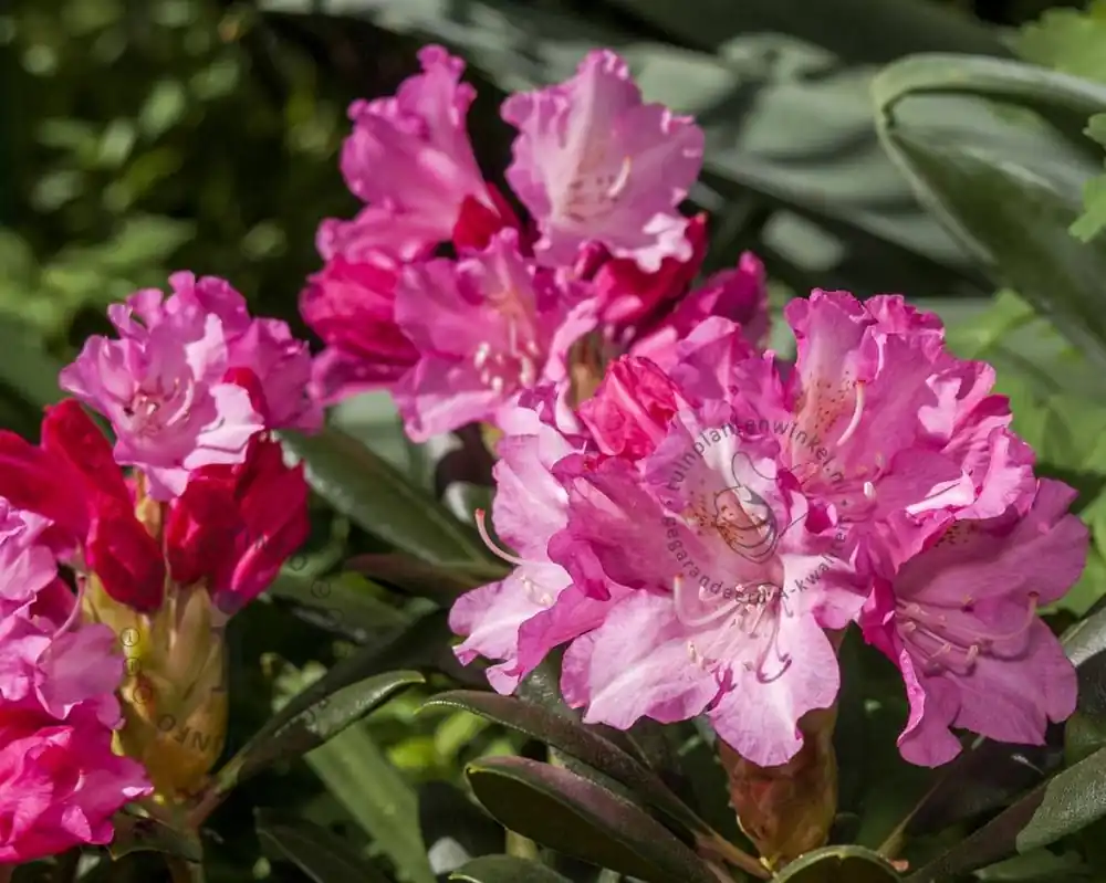 Rhododendron yakushimanum ‘Kalinka‘ - Klaar voor verzending