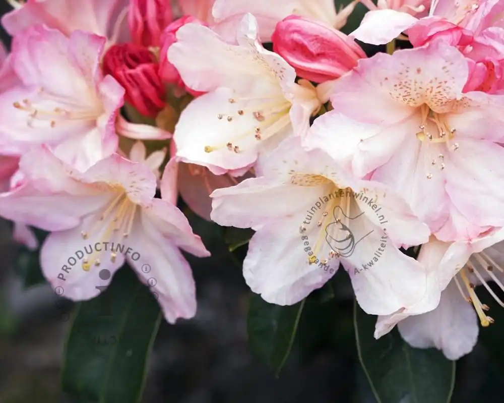 Rhododendron yakushimanum ‘Percy Wiseman‘ - Online kopen